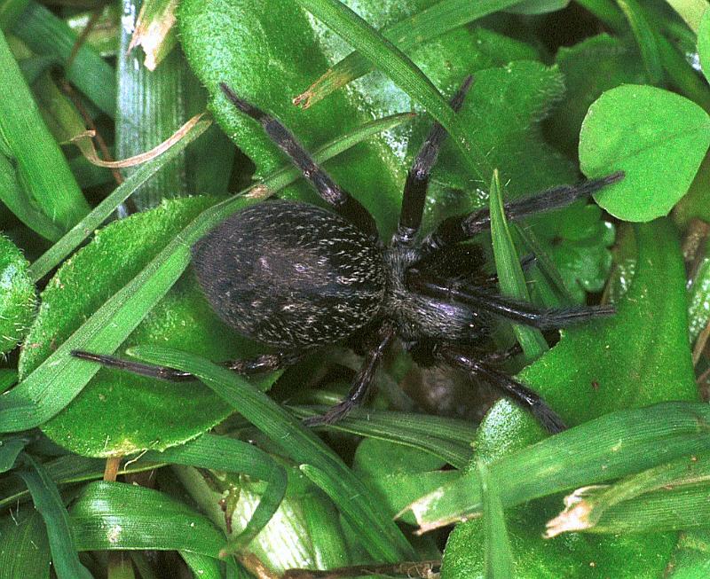 Badumna_insignis_F2436_Z_85_HW 43 _Nieuw-Zeeland.jpg